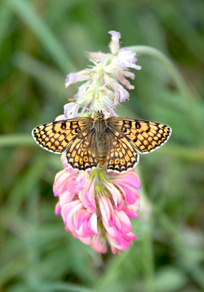 Glanville Fritillarie  DM1234